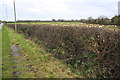 Hedge and footpath on NW side Cumnor Hill