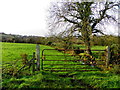 Tree, Beagh / Tullyrain