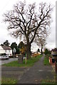 Oak on the north side of Station Road,  Albrighton