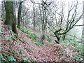 Old track in North Dean Wood, Greetland