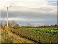 Field at Eldon Moor House