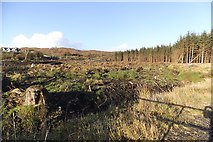 V9534 : Clear felled conifers - Derryconnel Townland by Mac McCarron
