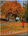 Gold and red, Newport Road, Whitchurch (Shropshire)