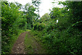 Path through Upton Wood