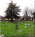 SJ8004 : Yew in St Mary Magdalene churchyard, Albrighton by Jaggery