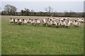 Sheep in a field near Springfield Farm