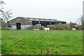 Cattle and a big barn