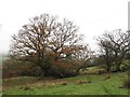 Solitary oak above Whalley Old Road