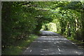 A265 in trees