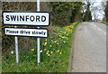 Daffodils along Rugby Road in Swinford