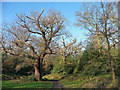 Path, Epping Forest (1)