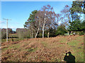 Trees at the edge of the New Forest