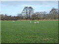 Sturdy Beltex sheep near Rhewl