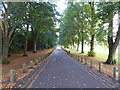 Tree avenue, Pontcanna Fields