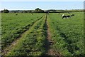 Footpath north of Chittlehampton