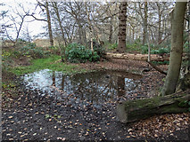 TQ2997 : Pond near  Williams Wood, Trent Park, London N14 by Christine Matthews