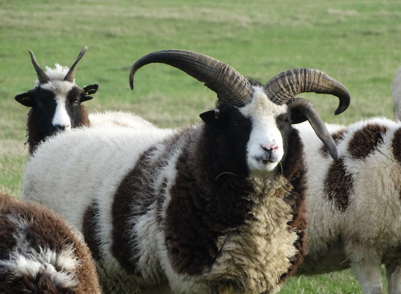 Jacob Sheep At Yew Tree Farm © Neil Theasby Cc-by-sa 2.0 :: Geograph 