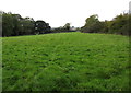 Field on the west side of Ashey Road near Swanmore