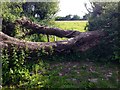 ST1375 : Fallen tree by Alan Hughes