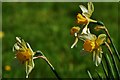 Plymtree: St. John the Baptist church: Daffodils in the churchyard