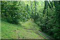 Path through woods above Eastbourne