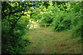 Path through woods above Eastbourne