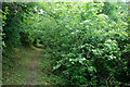 Path through woods above Eastbourne