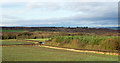 Field east of Sacriston