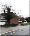 ST3091 : Ivy-clad tree on a Malpas corner, Newport by Jaggery