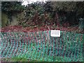 Japanese Knotweed in the Bath Grounds, Ashby