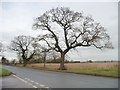 Roadside tree, Brown Moor