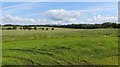 Field, Linhead