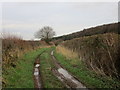 Farm track to Wellow Park