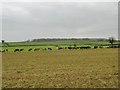 ST9604 : Witchampton, cattle grazing by Mike Faherty
