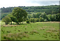 SJ9850 : Pasture and woodland south-east of Cheddleton, Staffordshire by Roger  D Kidd