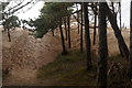 Encroaching dunes, north of Victoria Road, Freshfield