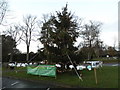 Town Christmas tree in Virginia Water