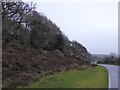 Scrub and trees on the south slope of Blackalder Tor