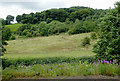 Pasture and woodland near Froghall, Staffordshire