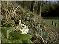 Pre-Christmas Primroses