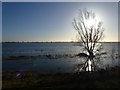 TL5192 : Willow in the flood water - The Ouse Washes near Welney by Richard Humphrey