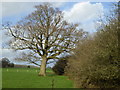 Tree by path north of Bucks Green