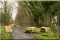 Boulders on Deerness Valley Railway Walk