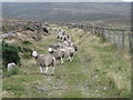 J2418 : Leicester sheep on the Finlieve track   by Eric Jones