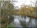 Pond by the Copcut Stream, Droitwich (2)