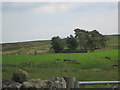 Small Enclosure with Ruined Building and Small Copse