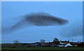 NY2865 : A starling murmuration over Baurch Farm by Walter Baxter