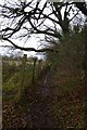 TQ4359 : Path beside Great Southfield Shaw by DS Pugh