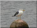 SJ8954 : Knypersley Reservoir: Lesser Black-backed Gull by Jonathan Hutchins