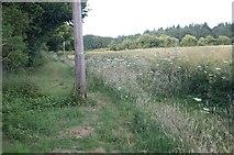 SU5548 : Slightly overgrown footpath by Mr Ignavy